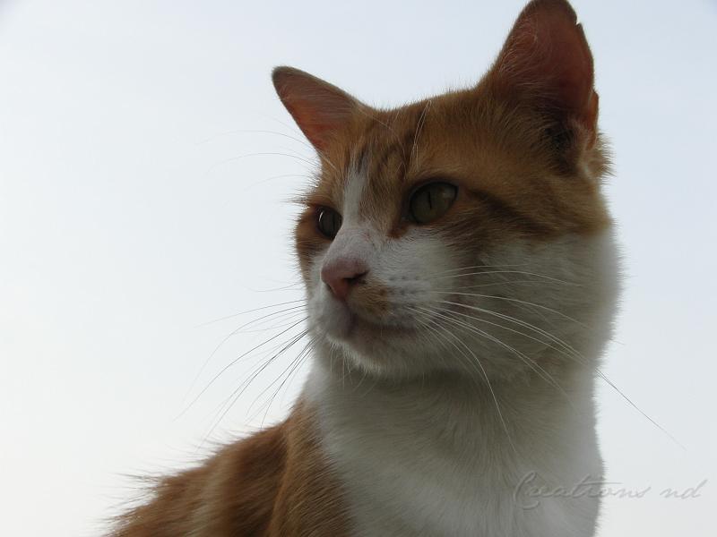 KIF_0442.JPG - Caramel