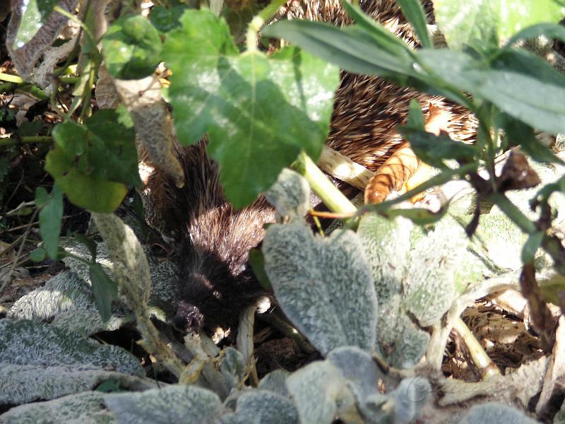 KIF_1227.JPG - Le hérisson du jardin