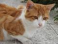 KIF_0446