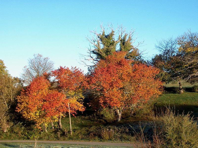 IM005300.JPG - Les couleurs de l'automne.