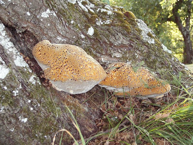 KIF_1149.JPG - Au pied du chêne.