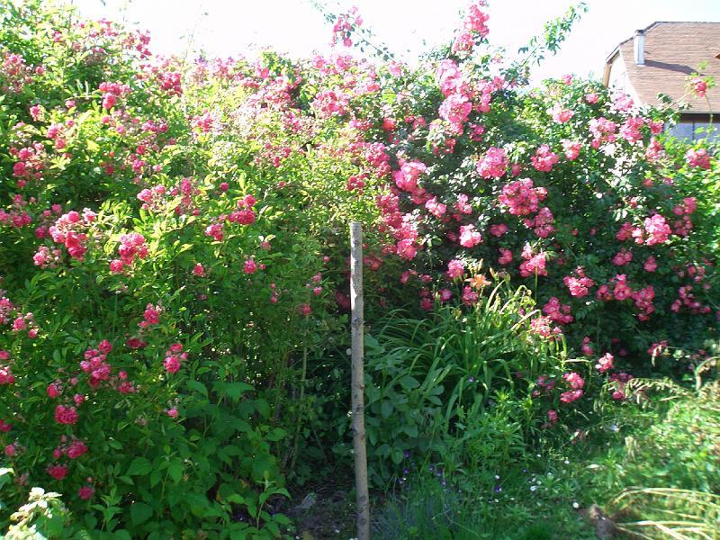 CIMG0068.JPG - Le jardin de Souceyrac.Lot