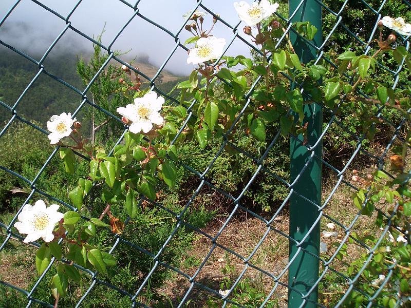 CIMG1173.JPG - Fleurs d'églantier.Pays Basque