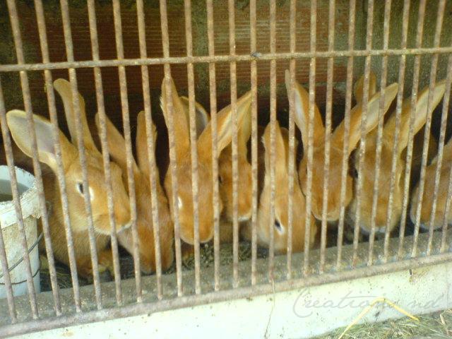 DSC00231.JPG - Les lapins de Boussac.Lot