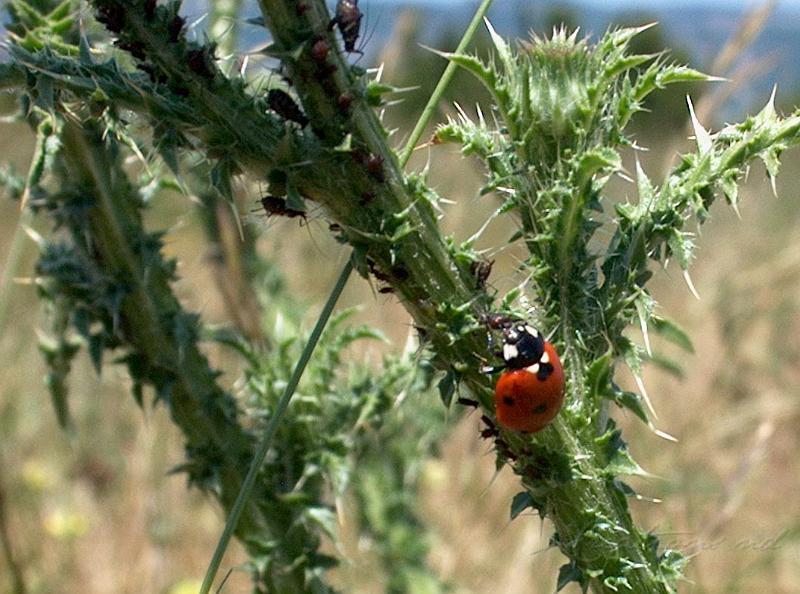 IM005928a.jpg - Le repas de la coccinelle .Haut Languedoc