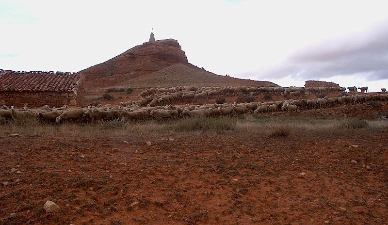 f14402a.jpg - Troupeau de moutons dans la région de Terruel .Espagne